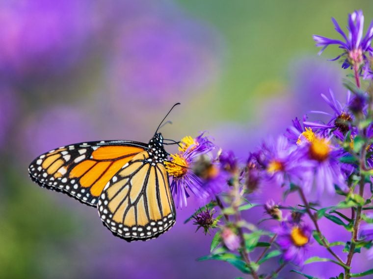 Lassen schmetterling fliegen Schmetterlinge fliegen