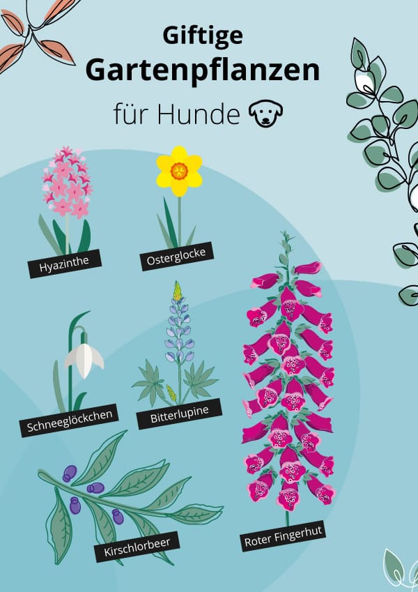 Giftige Pflanzen Für Hunde Welpen Schutzen Gefahren Im Eigenen Garten