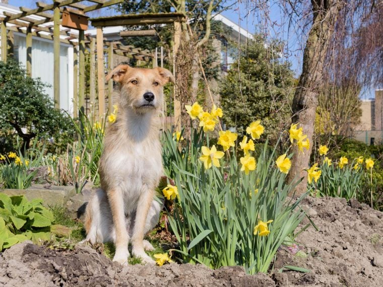 Giftige Gartenpflanzen für Hunde