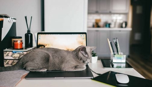 Homeoffice mit Katze