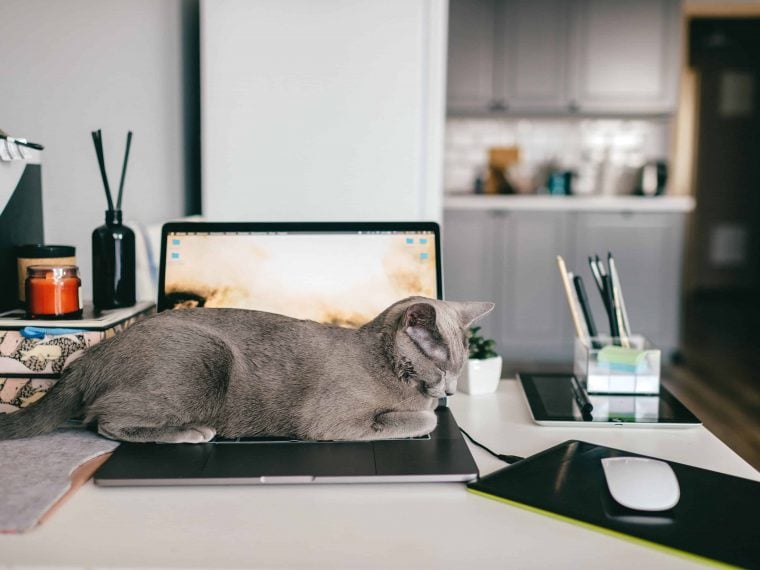 Homeoffice mit Katze