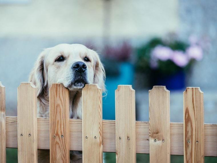 Hund bellt am Gartenzaun