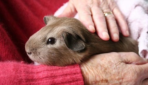 Meerschweinchen Senioren