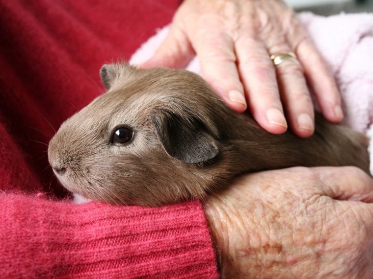 Meerschweinchen beschäftigen Senioren