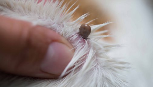 Zecke beim Hund entfernen