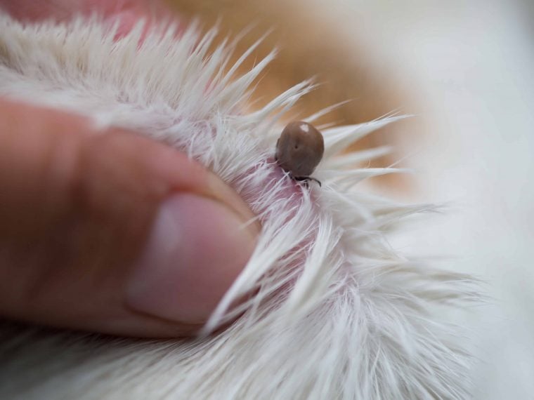 Zecke beim Hund entfernen