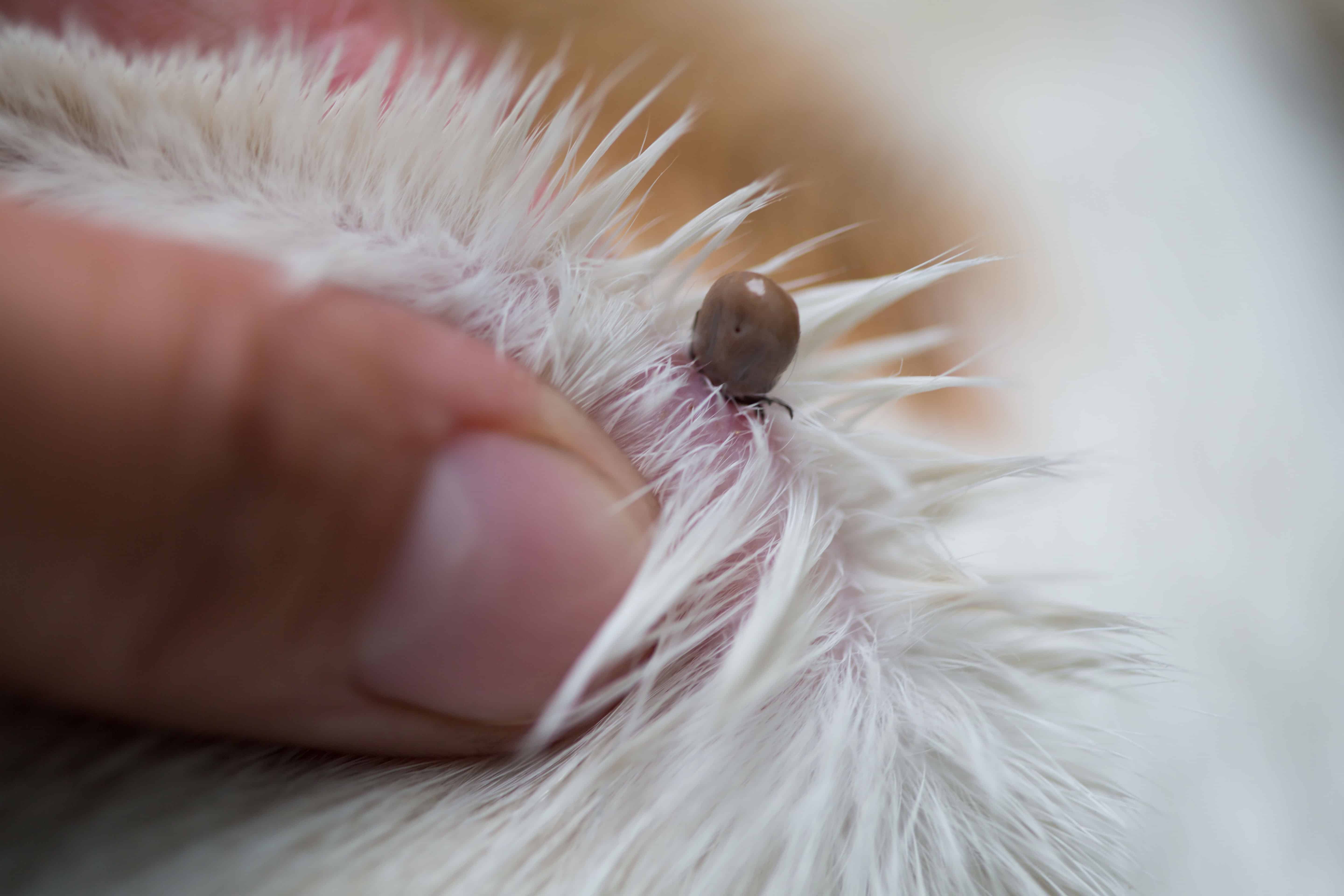 Zecken Entfernen Katzen