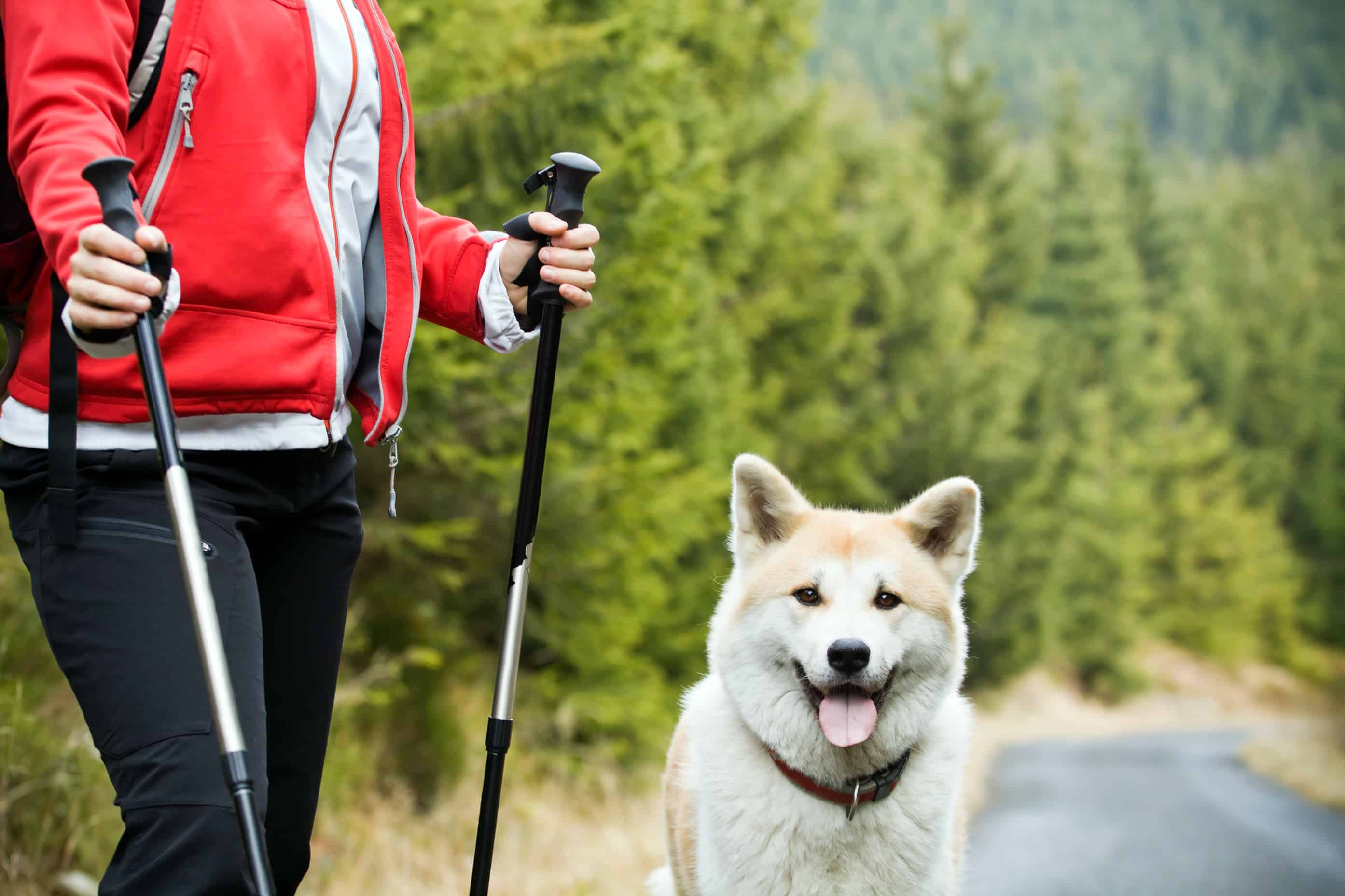 Nordic Walking mit Hund