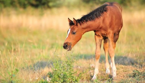 Pferd mit Pflanze