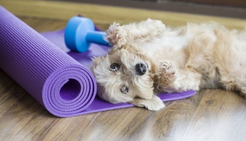 Doga -Yoga mit Hund