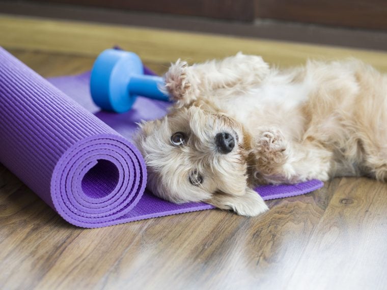 Doga -Yoga mit Hund