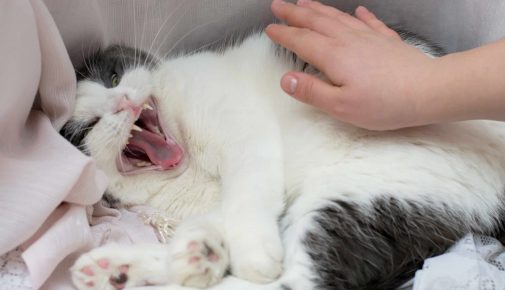 Aggressionen bei Katzen