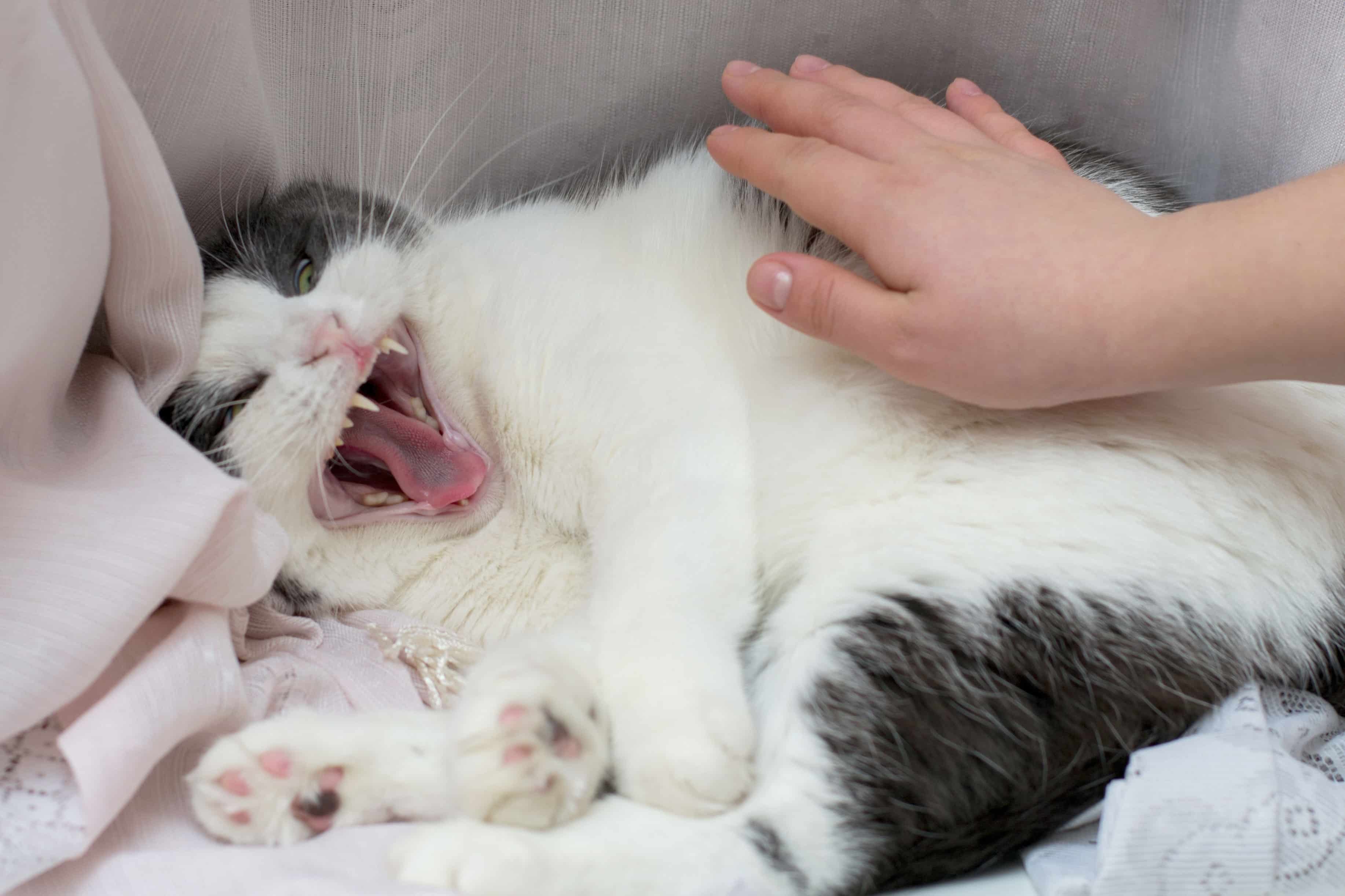 Katze Aggressiv Gegen Menschen