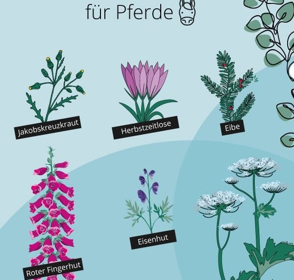 Giftige Pflanzen für Pferde Infografik