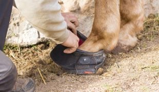 Hufschuh für Pferde