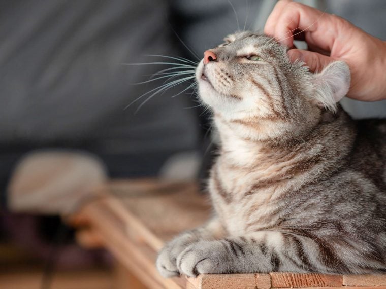 Coronakrise für Katzen