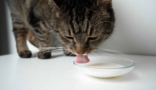 Dürfen Katzen Milch trinken?