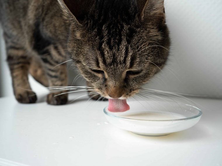 Dürfen Katzen Milch trinken?