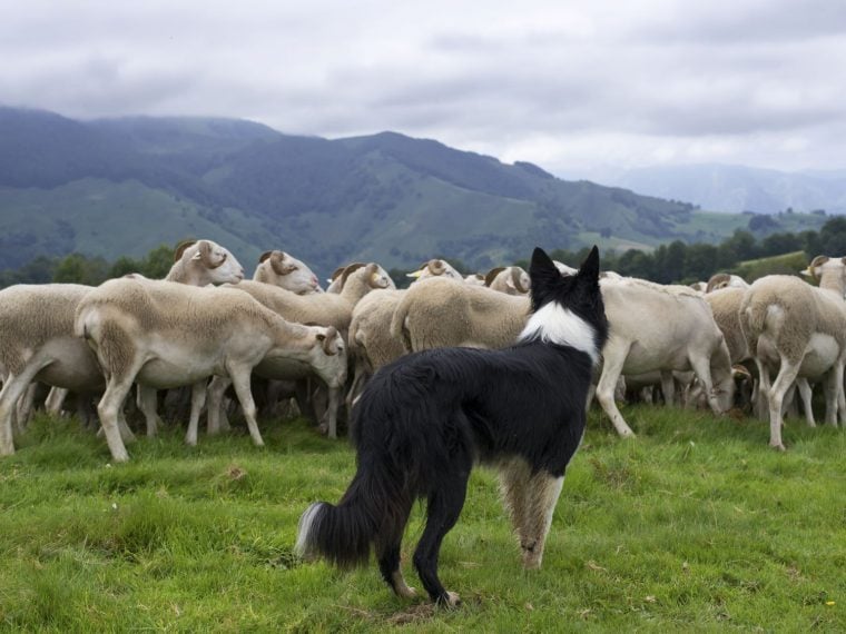 Treibhunde