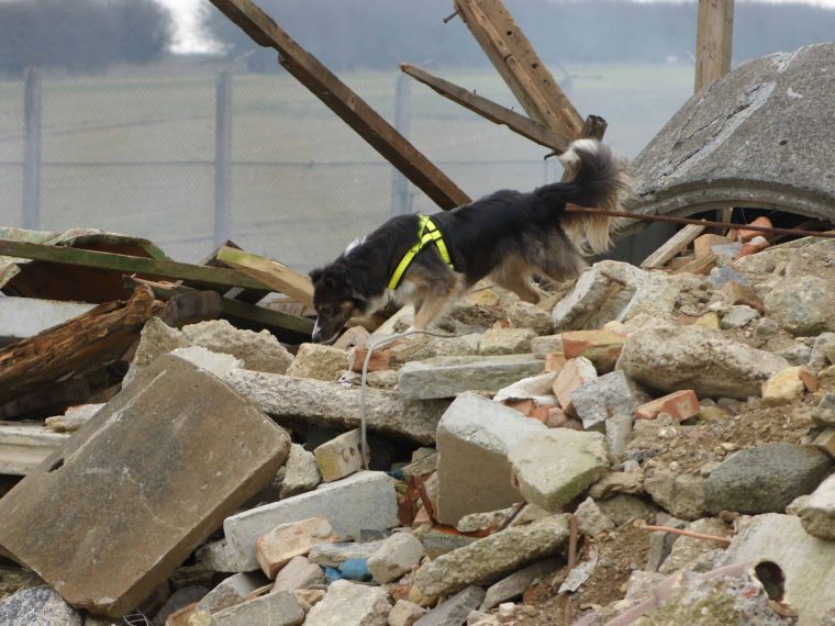 Hund mit Geschirr durchsucht ein Trümmerfeld aus Beton und Holz.