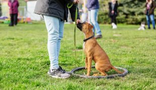 Hundeschulen haben wieder geöffnet