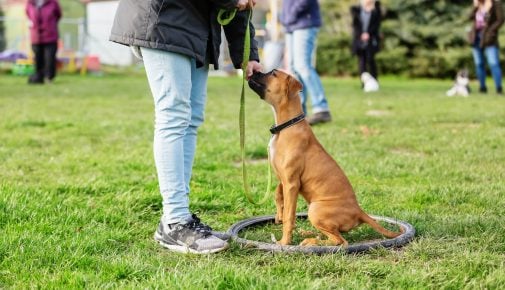 Hundeschulen haben wieder geöffnet