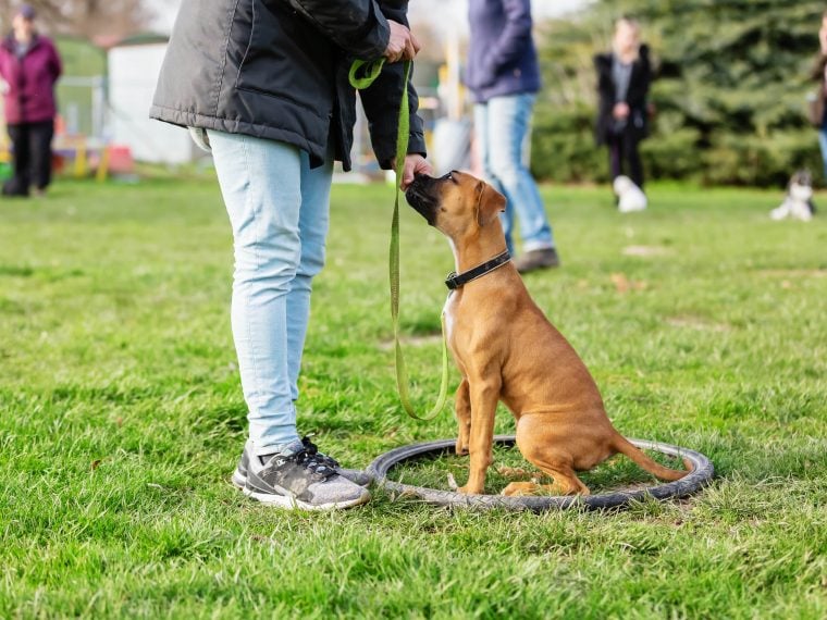 Wiedereröffnung der Hundeschulen