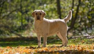 Alterungsprozess bei Hunden