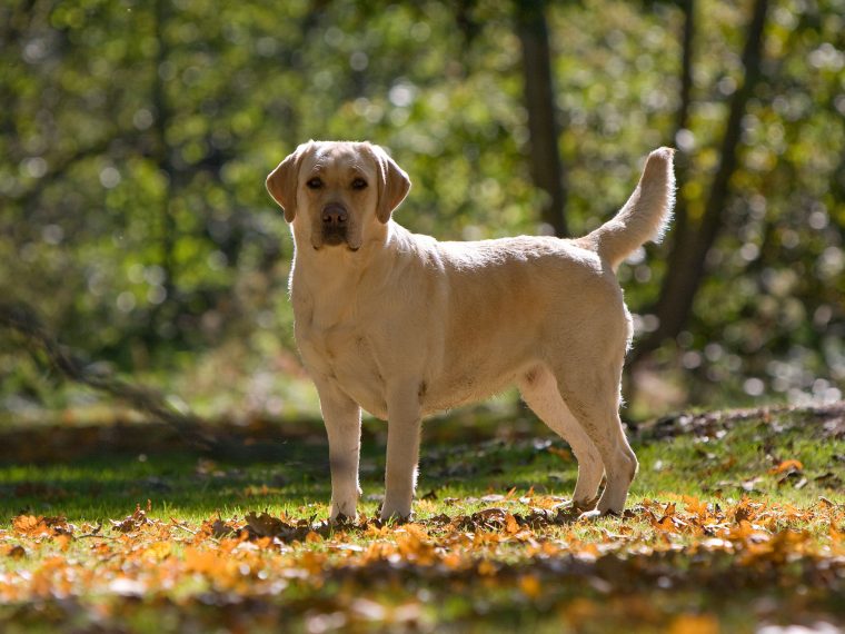 Alterungsprozess bei Hunden