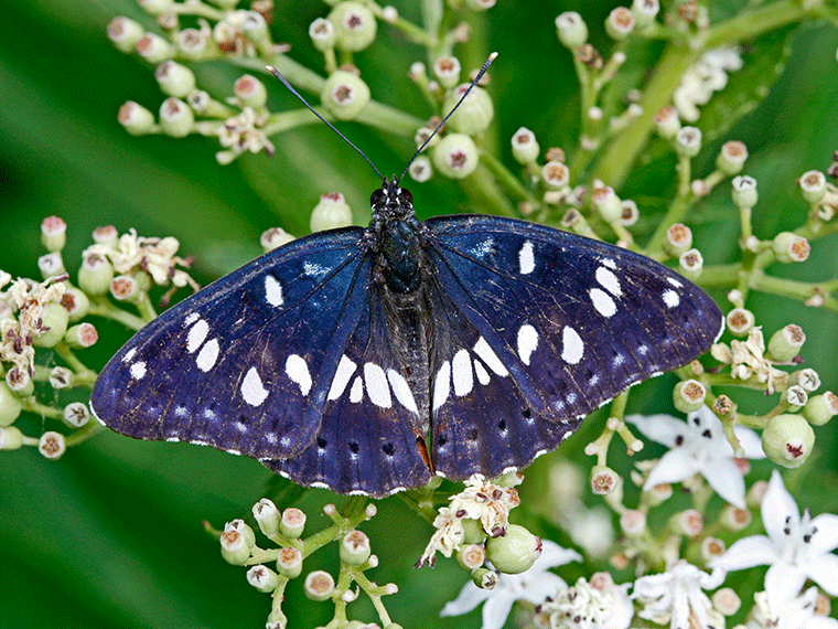 Blauschwarzer Eisvogel