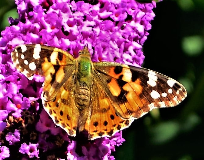 Heimische Schmetterlinge: Distelfalter