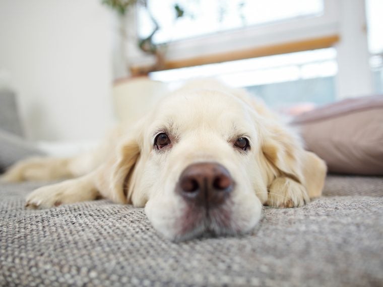 Entspannung für den Hund