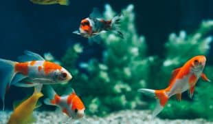 Eingewöhnung von Fischen im Aquarium
