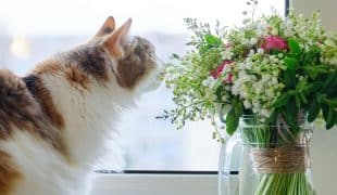 Giftige Zimmerpflanzen für Katzen