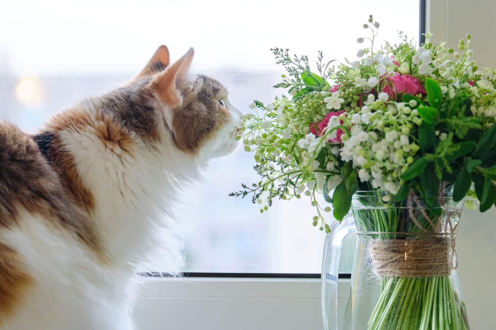 Giftige Zimmerpflanzen für Katzen ZooRoyal Magazin