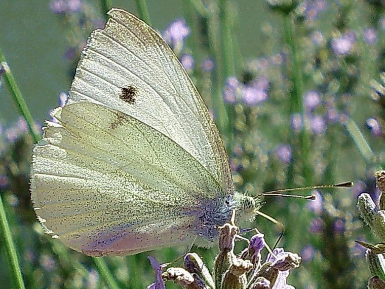 Heimische Schmetterlinge: Großer Kohlweißling