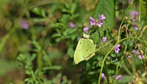 Heimische Schmetterlinge