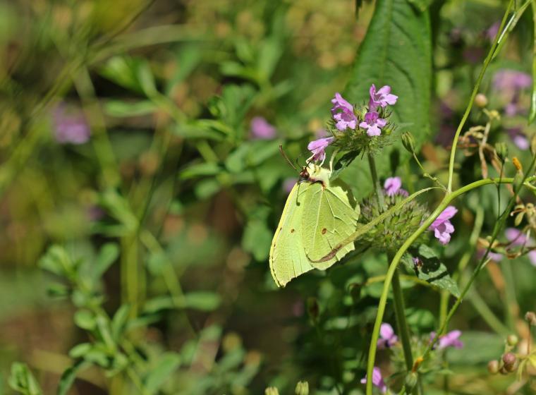 Heimische Schmetterlinge