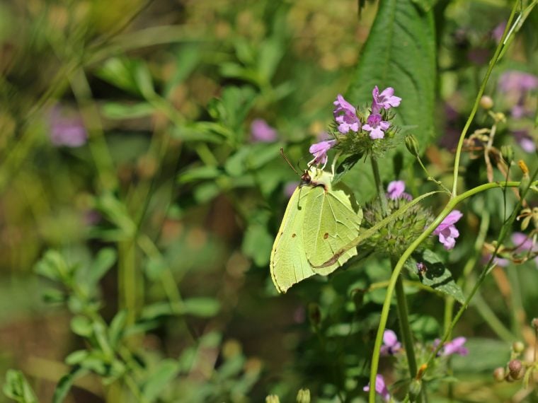 Heimische Schmetterlinge