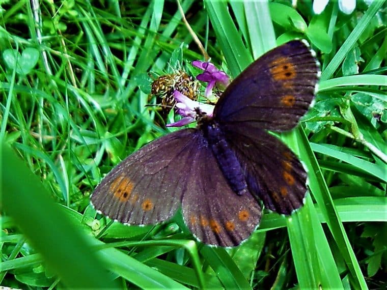 Heimische Schmetterlinge: Rundaugen Mohrenfalter