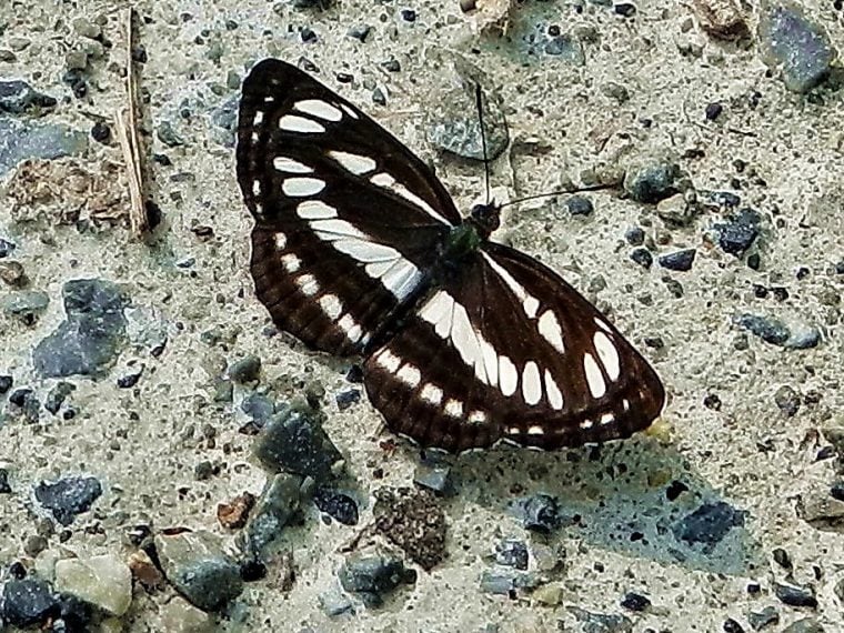 Heimische Schmetterlinge: Schwarzbrauner Trauerfalter