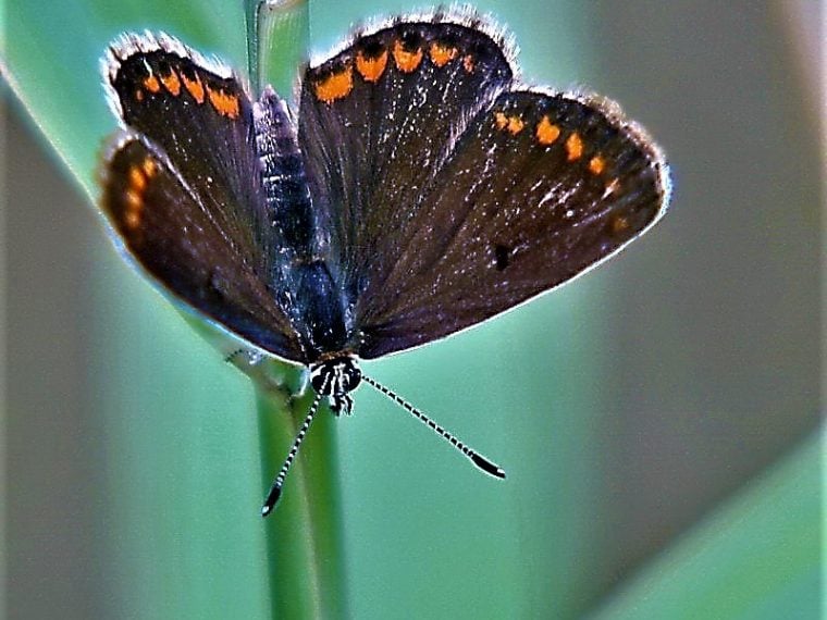 Heimische Schmetterlinge: Weißbindiger Mohrenfalter