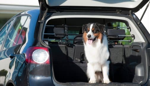 Hund im Auto