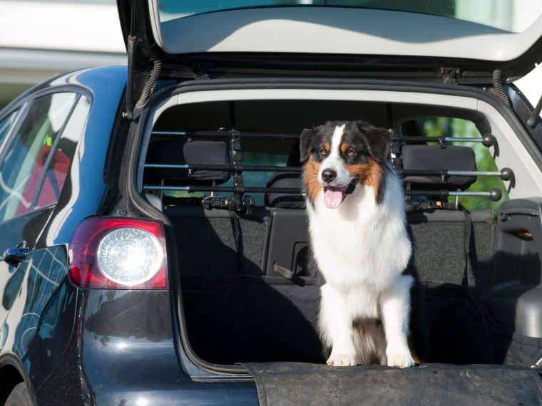 Autofahrt mit Hund