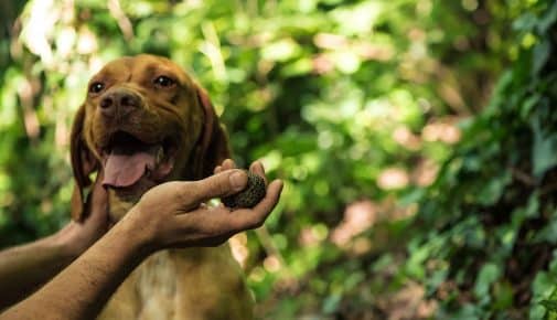 Trüffelsuchhund