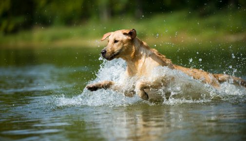 Wasserspaß für Hunde