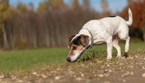 Artenschutzhund