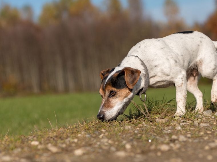 Artenschutzhunde