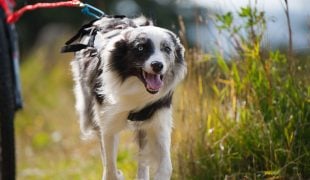 Dogscooting