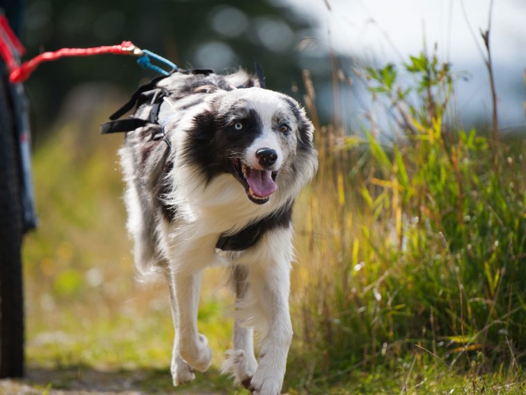 Dogscooting